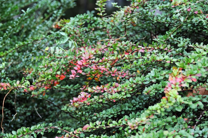 DSC_4757.JPG
