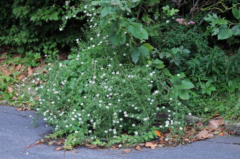 DSC_4759.JPG