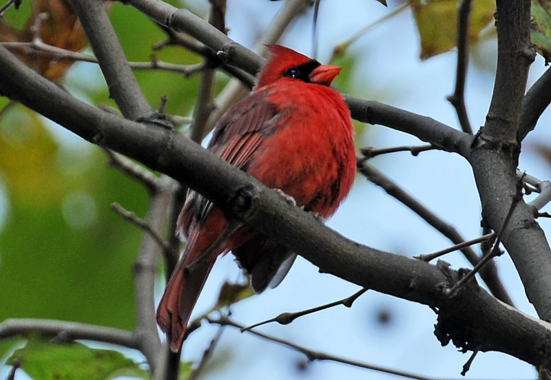 Cardinal