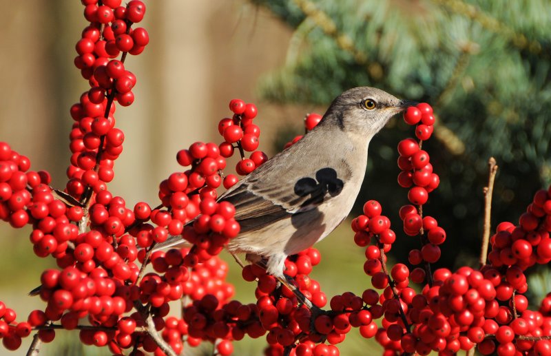 Mockingbird in Winter Berries Being Stalked by a Black Cat
