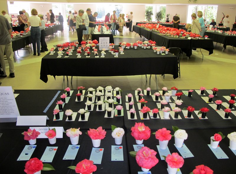 Camellia Show