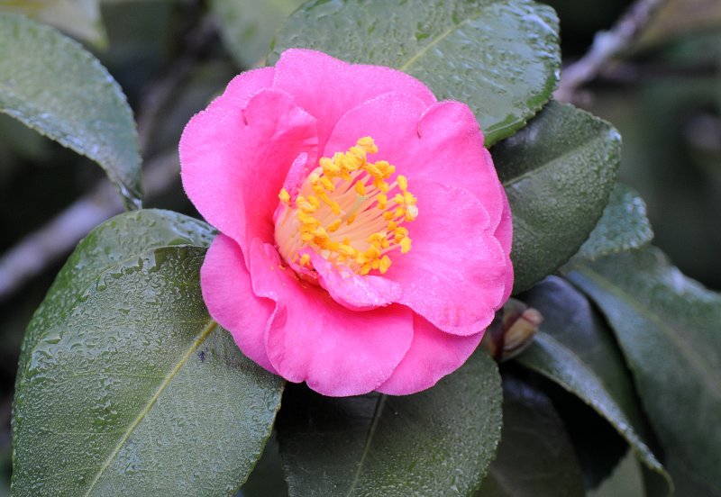 Camellia