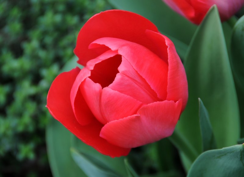 Red Tulip