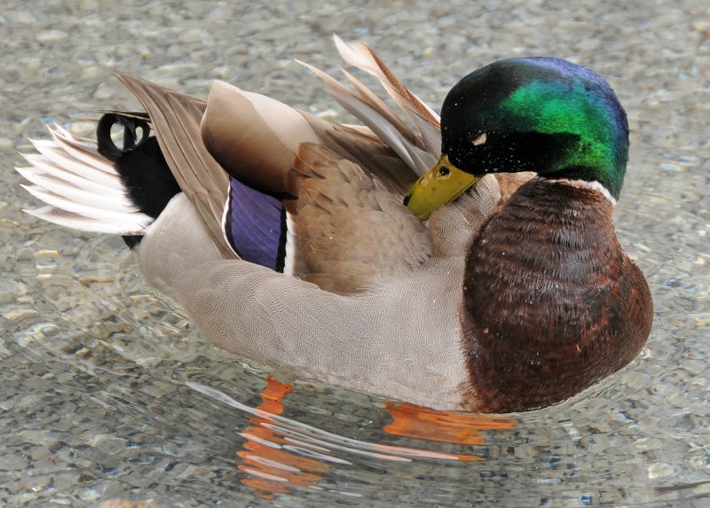 Mallard Duck in a Reflecting Pool