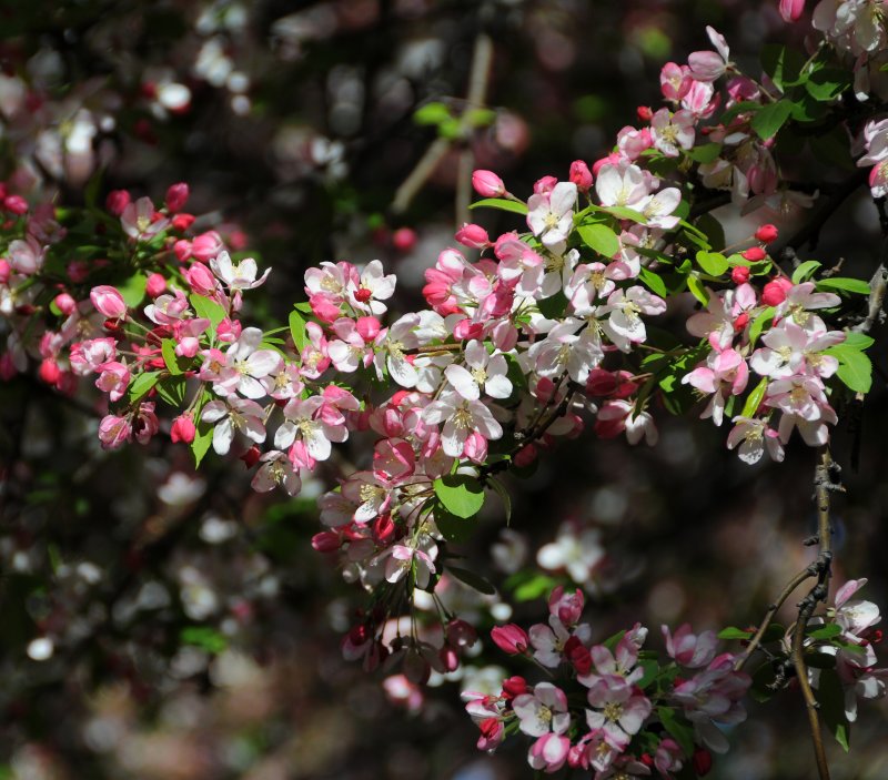 Crab Apple Tree Blossoms