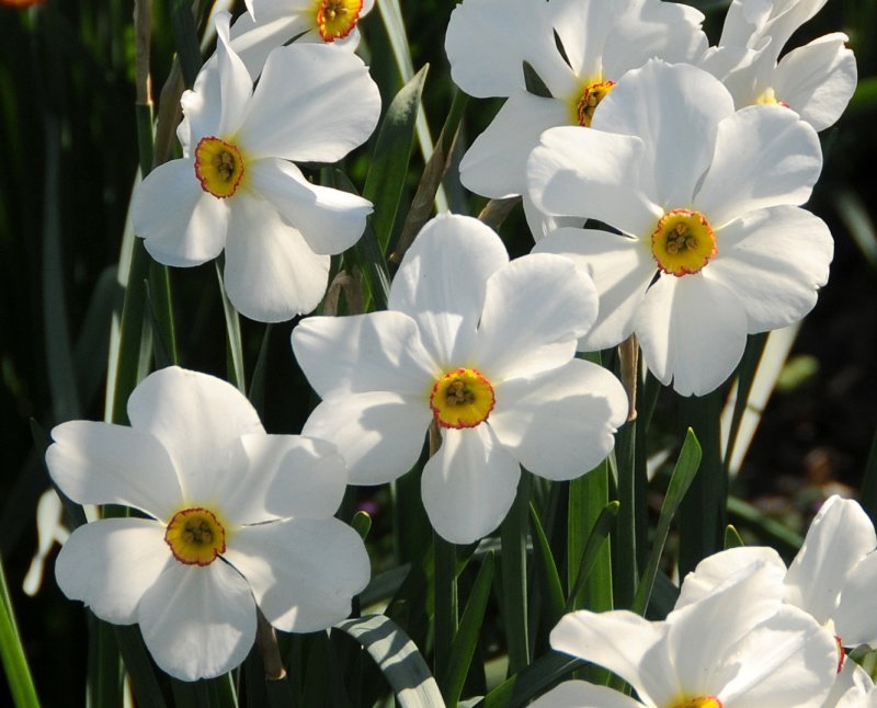 White Daffodils