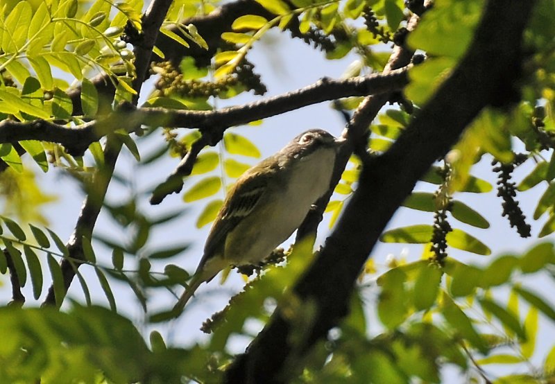 Blue-Headed Vireo or Vireo solitarius