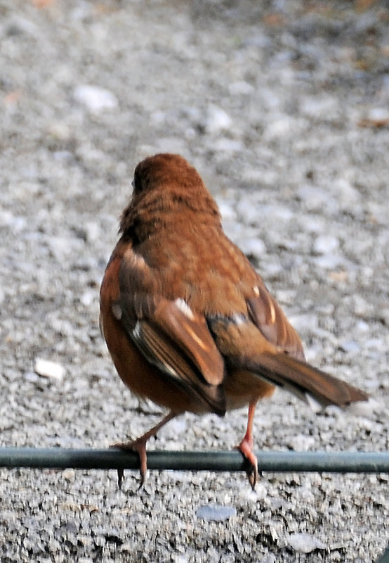 Eastern Towhee or Pipilo erythropophthalmus