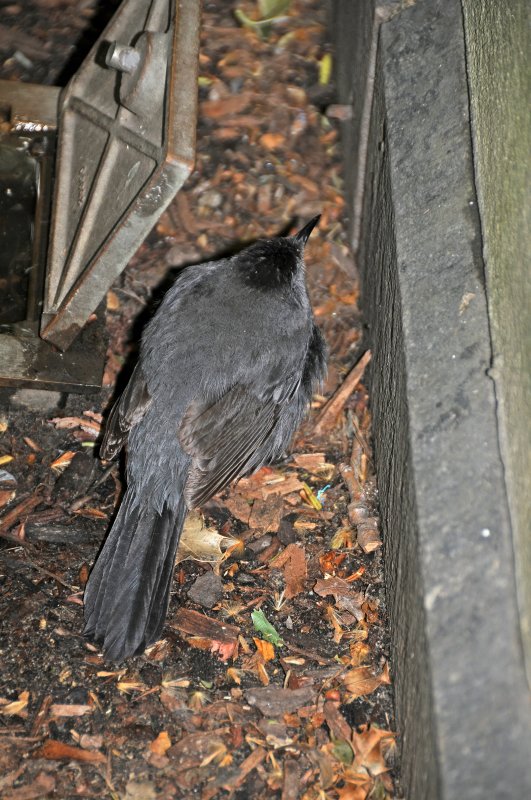 Stunned Grey Catbird
