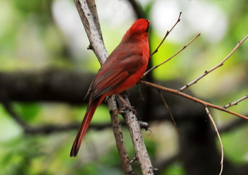 Cardinal