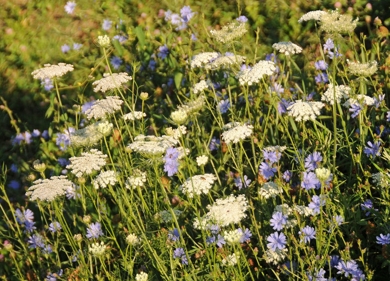 Flowers by the Athletic Field