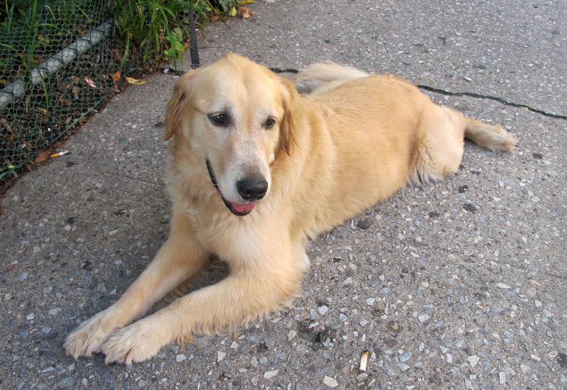 Labrador Next to the LaGuardia Corner Garden - Waiting at the Local Grocery Store