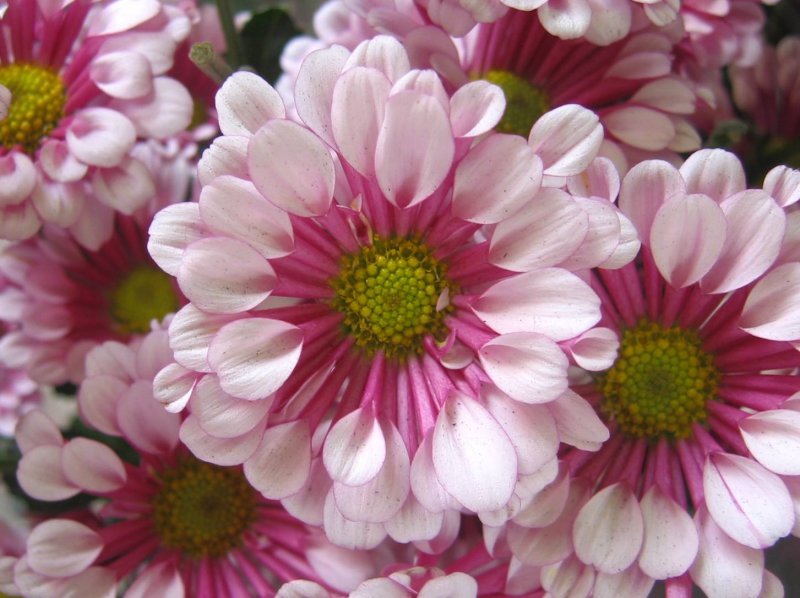 Chrysanthemums