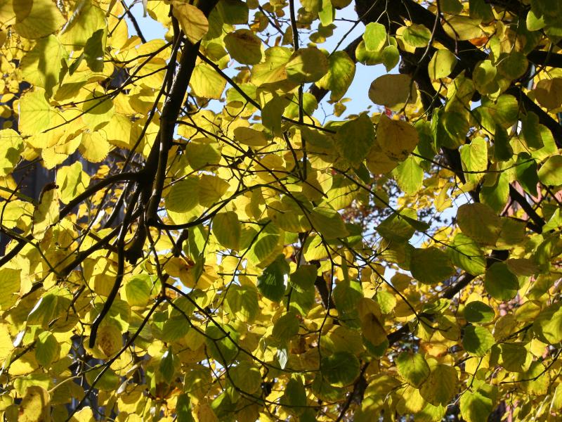 Elm Foliage - Jane Street Association Garden at 7th Avenue