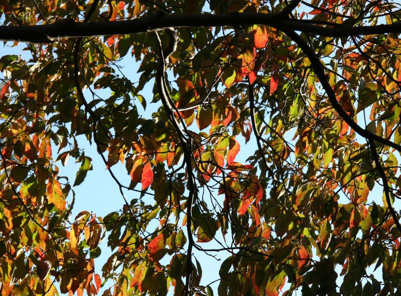 Dogwood Foliage