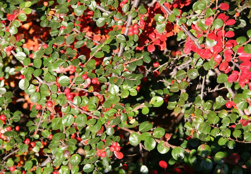 Berberis