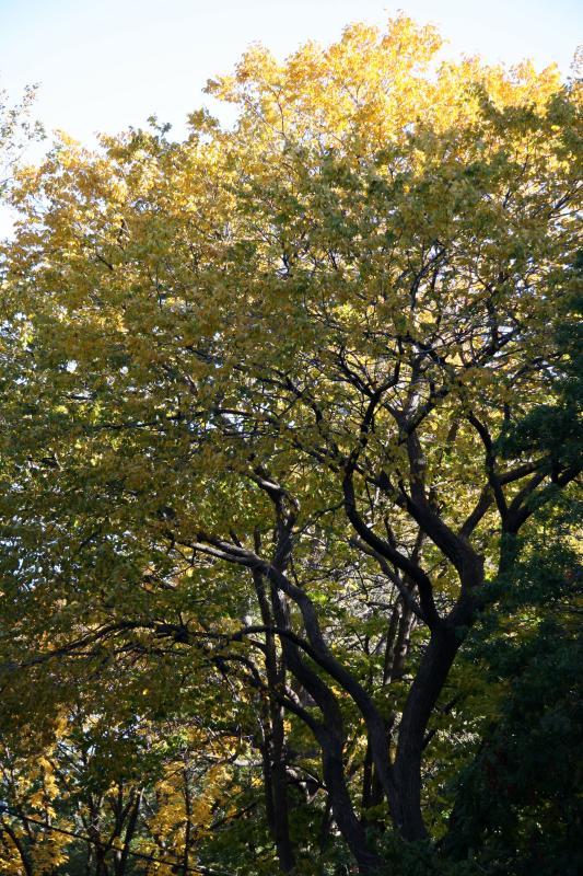 Oak & Elm Trees