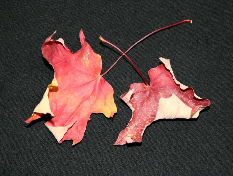 Two Maple Leaves