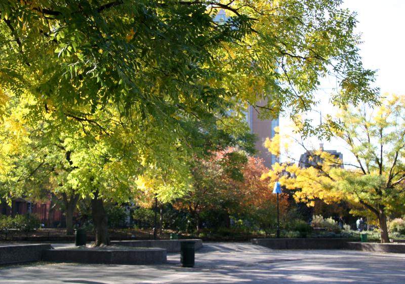 Scholar or Japanese Pagoda Trees