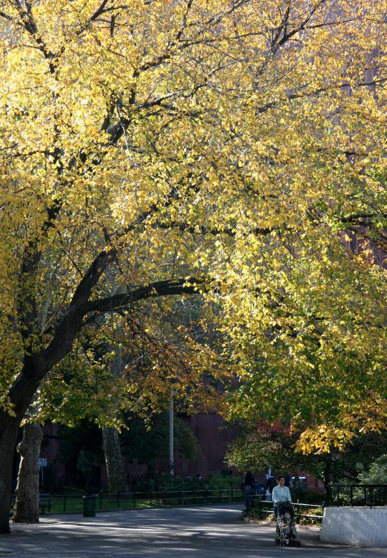 Elm Tree Over Woman & Child