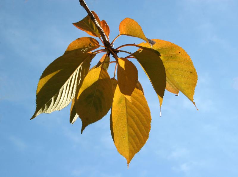 Cherry Tree Foliage