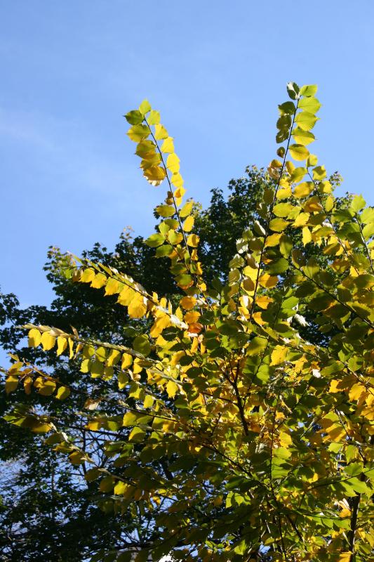 Elm Tree Foliage