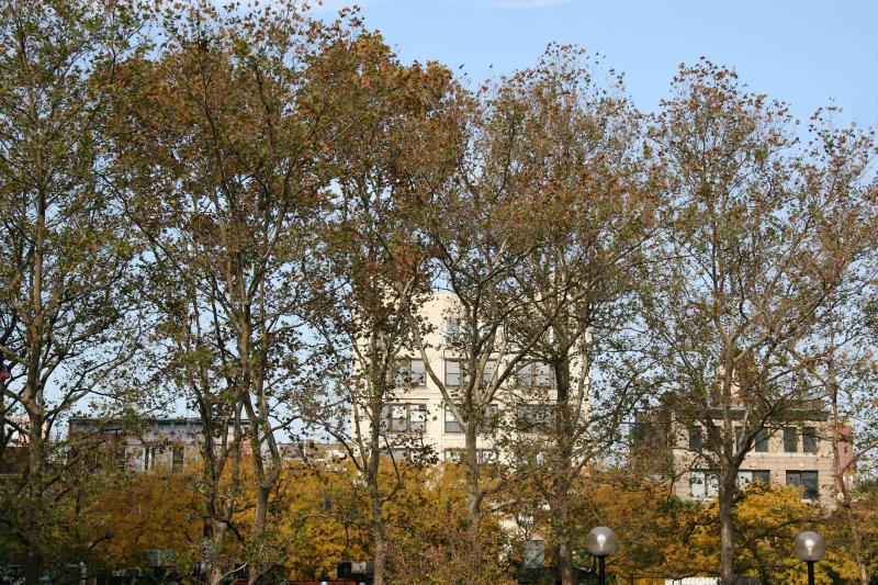 Sycamore & Locust Trees