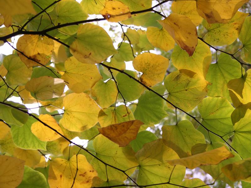 Cercis Foliage