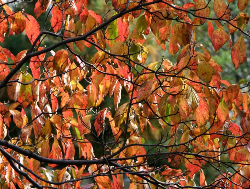 Dogwood Foliage