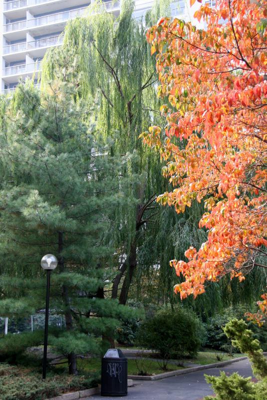 Pine, Willow & Dogwood Trees