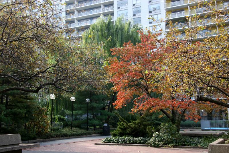 Crab Apple, Pine, Willow & Dogwood Trees