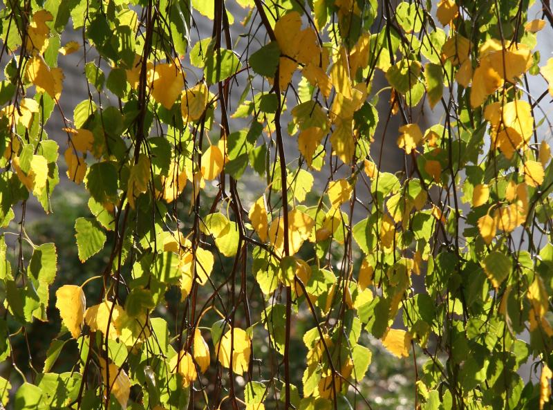 Birch Tree Foliage - NYU Silver Towers Garden