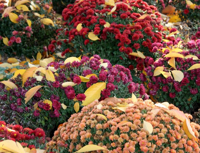 Cherry Foliage on a Bed of Chrysanthemums