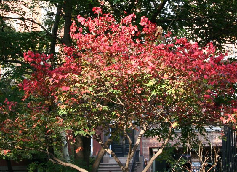 Burning Bush