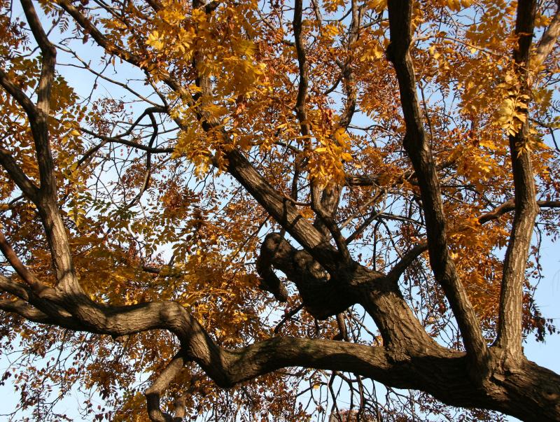 Golden Rain Tree Foliage