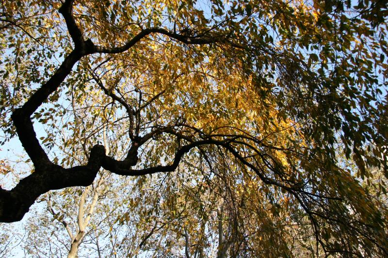 Cherry Tree Foliage