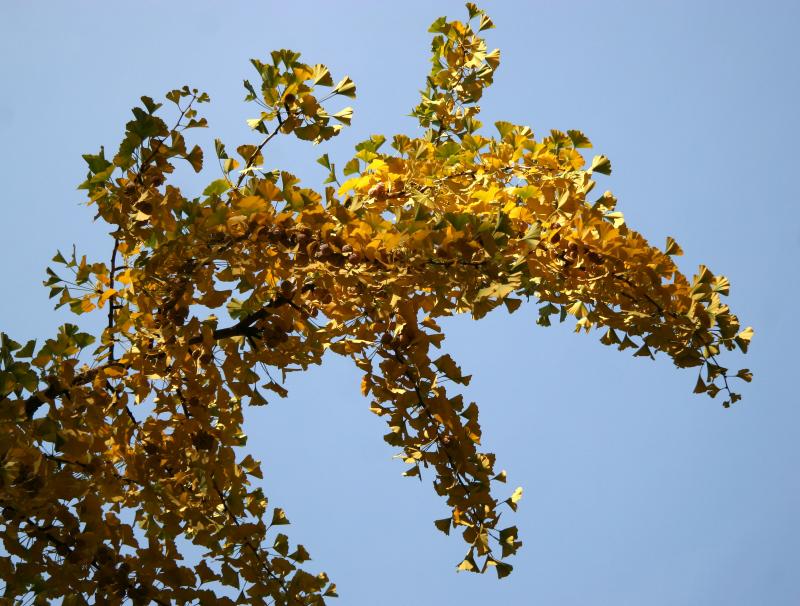 Ginkgo Tree Foliage