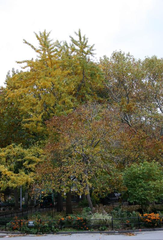 Foliage by the Arch