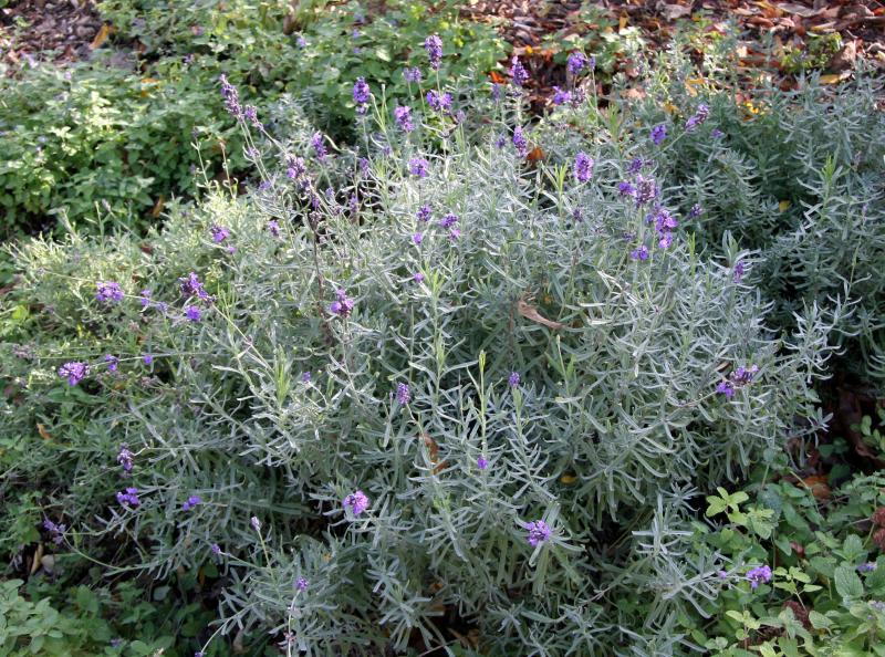 Lavender