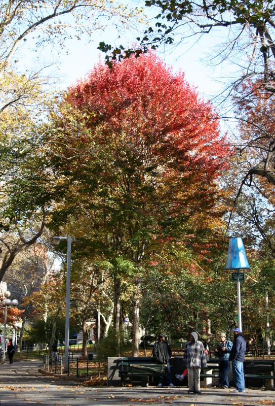 Maples at Chess Corner