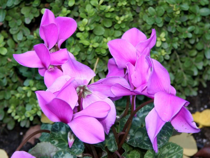 Cyclamen