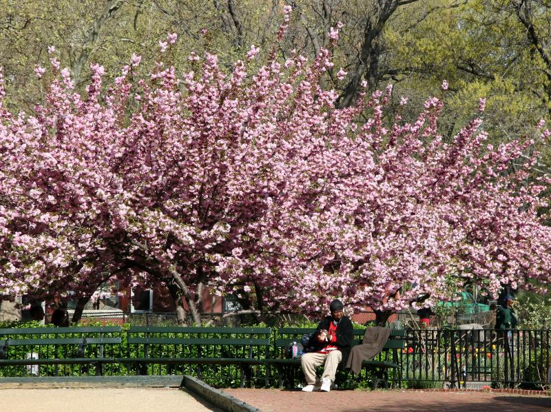 Cherry Tree Blossoms