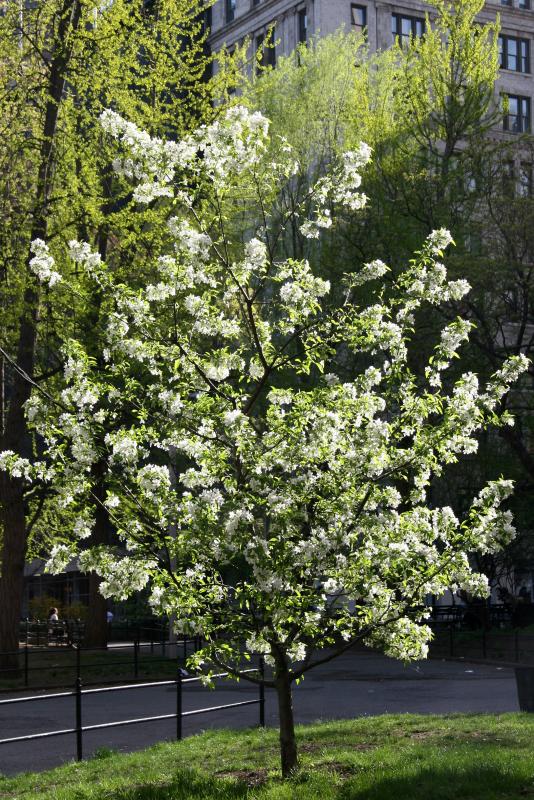 Apple Tree Blossoms