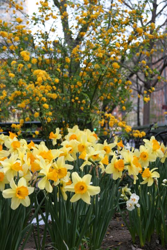 Kerria Bush & Daffodils