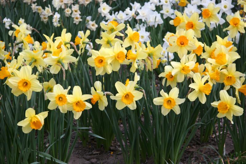 Daffodils