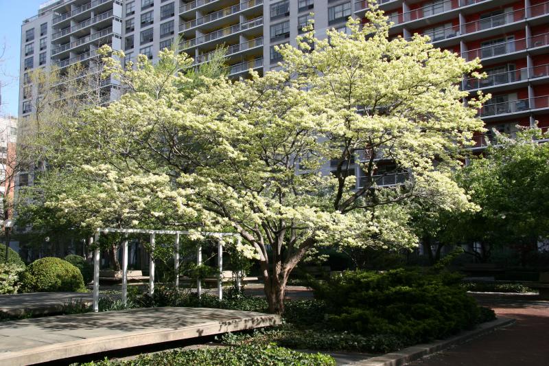 Dogwood Tree