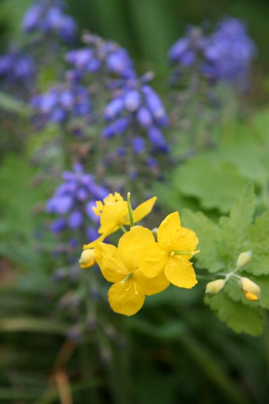 Chelidonium majus