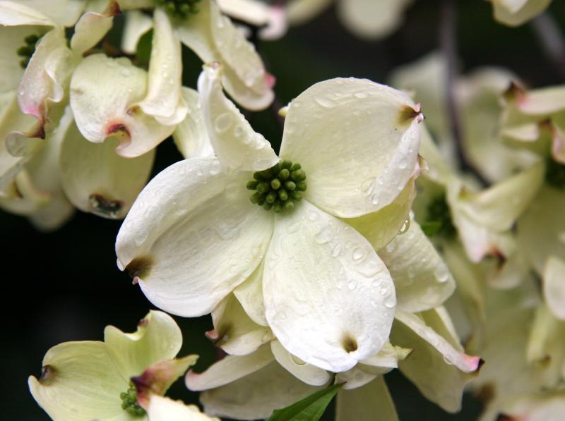 Dogwood  Tree Blossoms