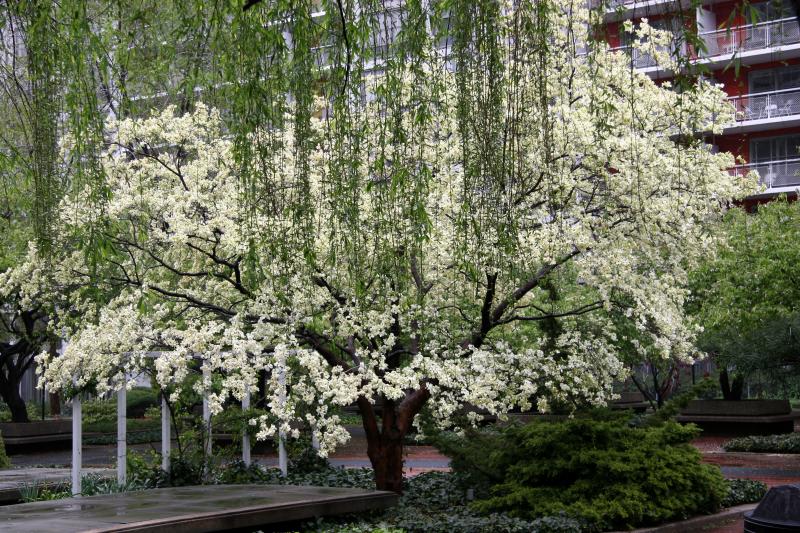 Dogwood  Tree & Willow Tree Branchs