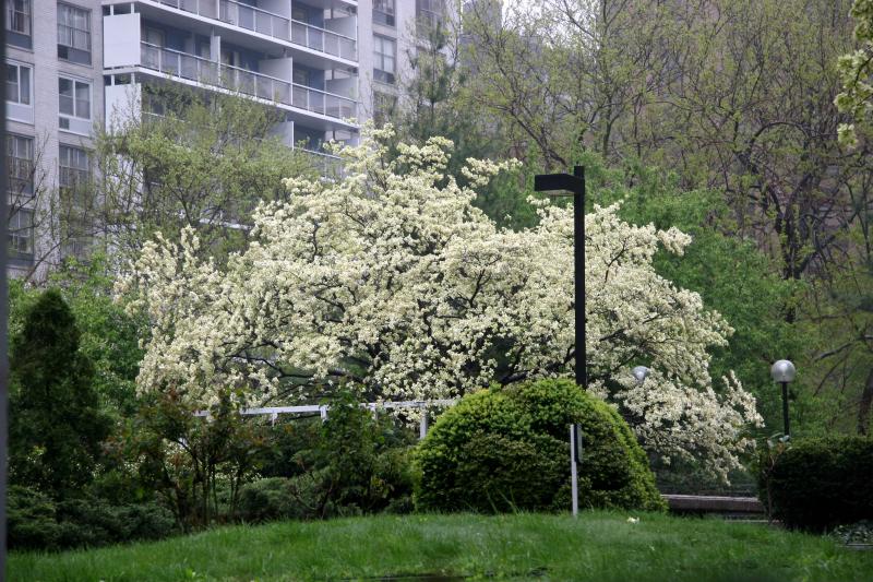 Garden View - Dogwood Tree